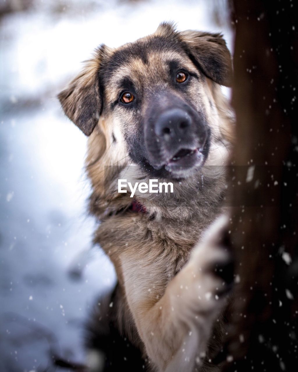 CLOSE-UP PORTRAIT OF A DOG