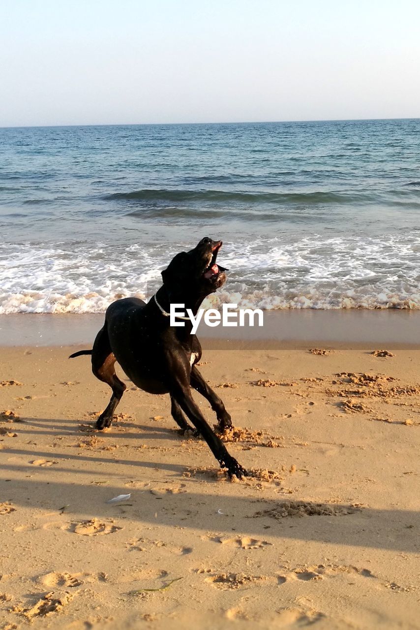 DOG RUNNING ON BEACH AGAINST SKY