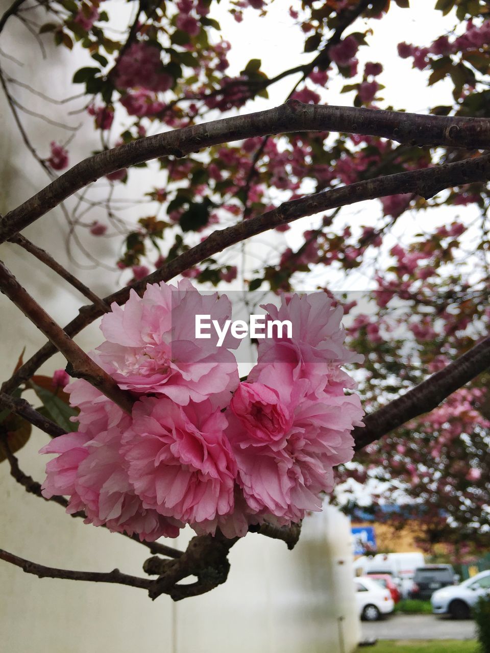 Close-up of pink cherry blossoms in spring