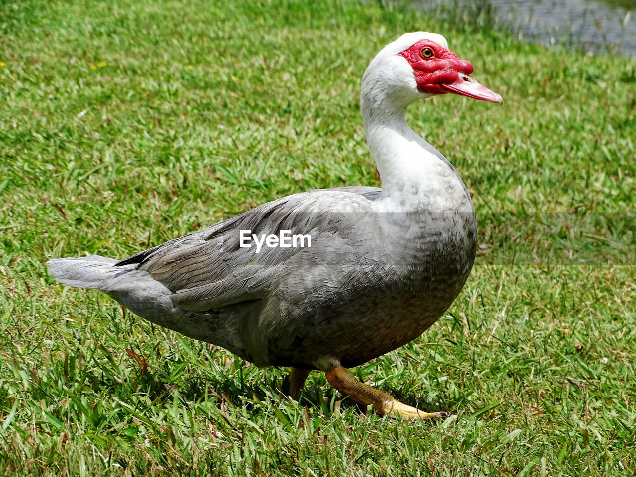 CLOSE-UP OF A DUCK