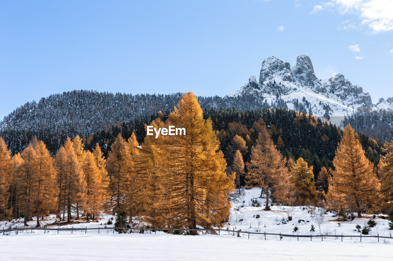 Trees on snow covered mountains against sky