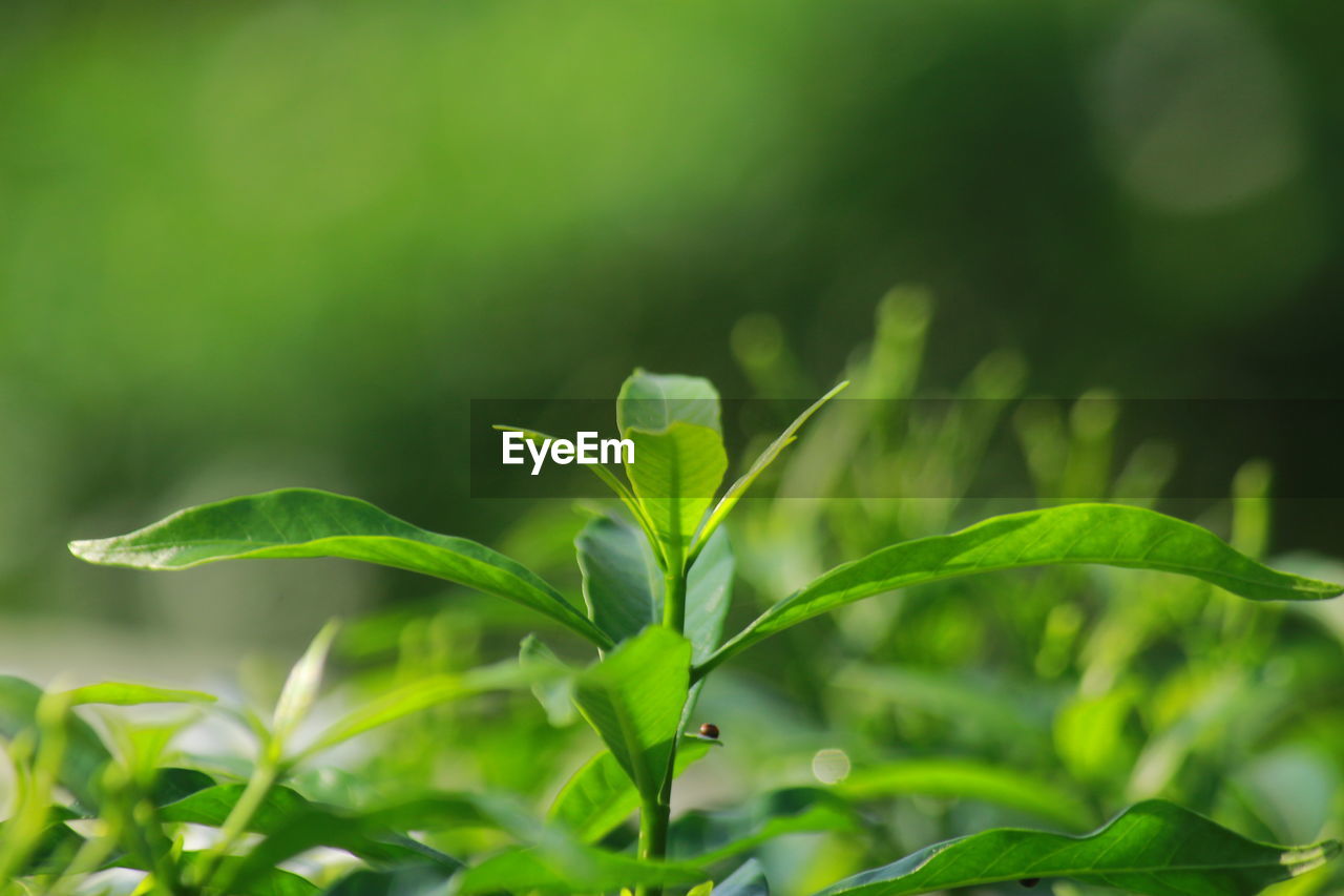 CLOSE-UP OF FRESH GREEN PLANT LEAVES ON FIELD