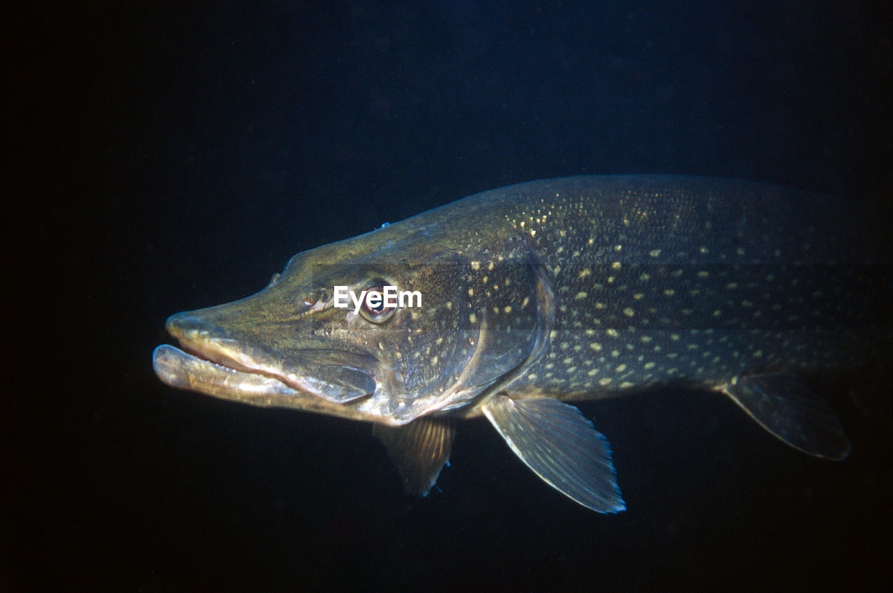 Closeup of a pike swimming out of the dark fresh water