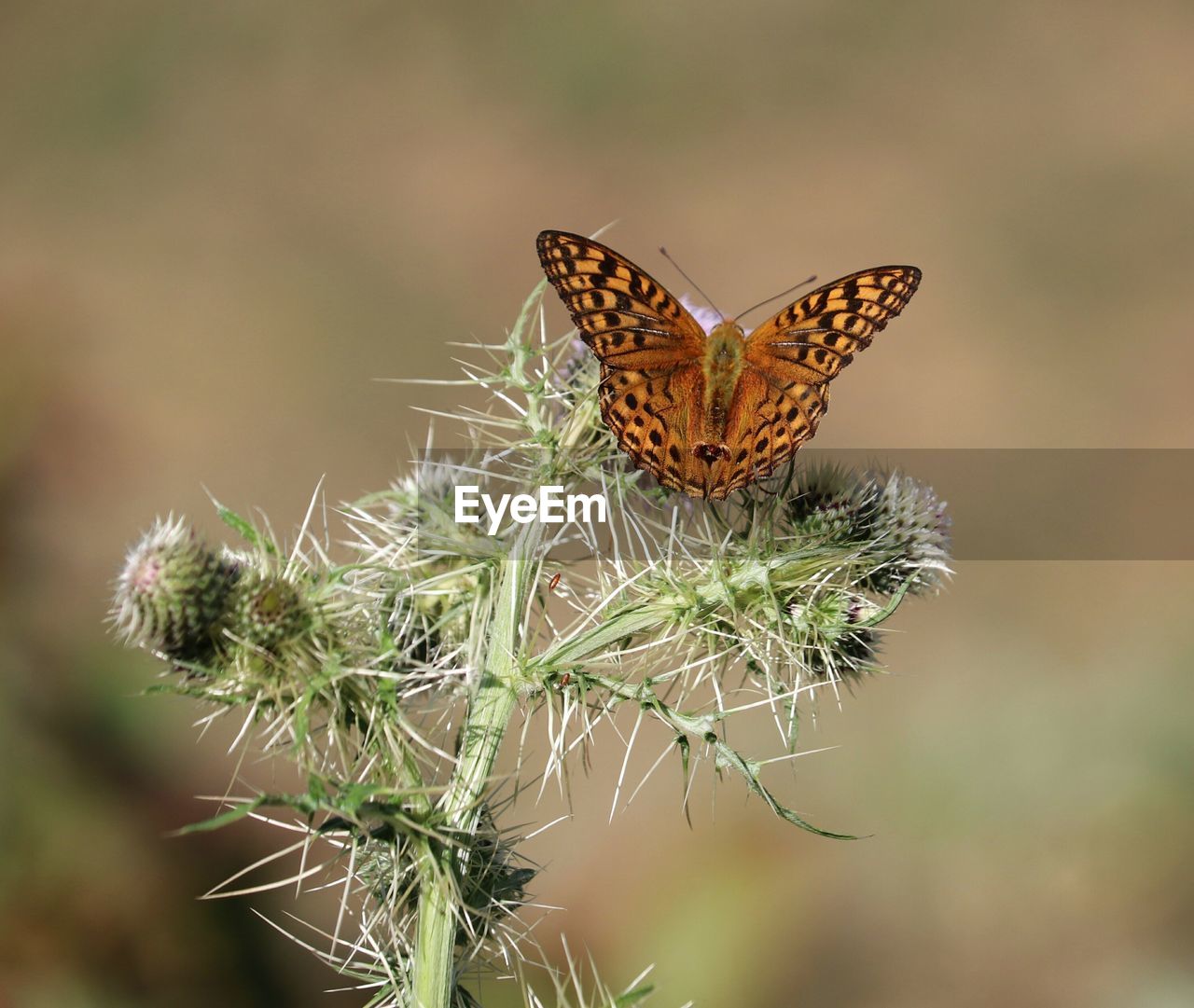 BUTTERFLY ON FLOWER