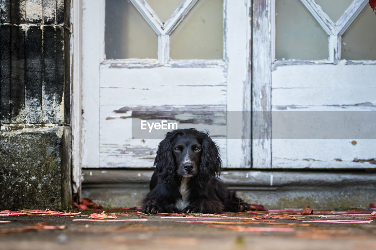 PORTRAIT OF DOG ON WALL