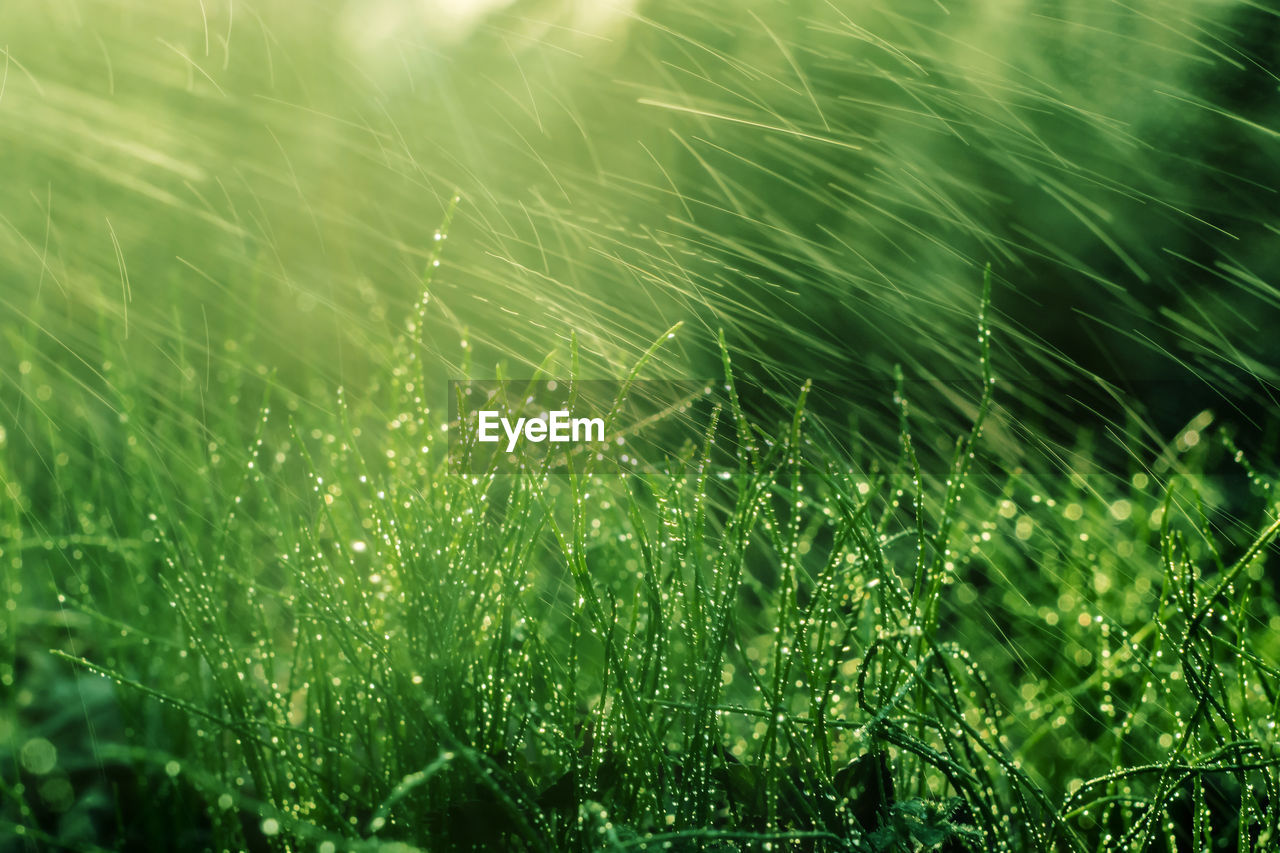 Full frame shot of water drops on spider web