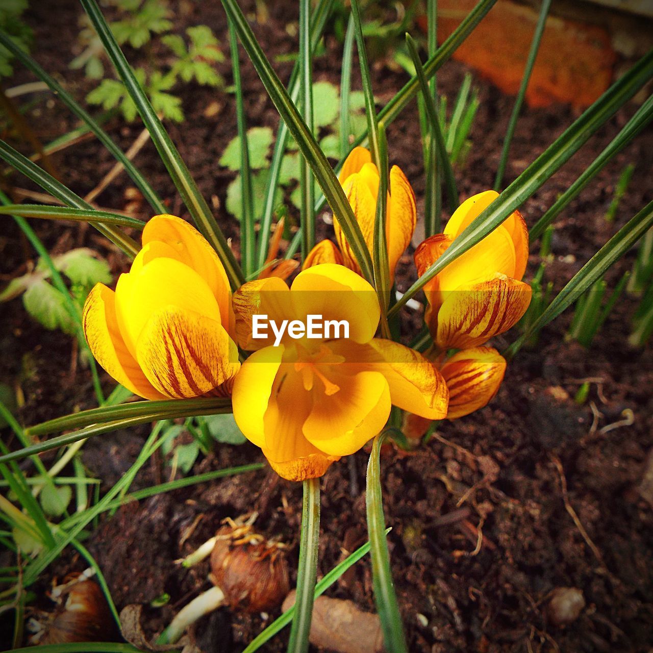 CLOSE-UP OF YELLOW FLOWERS BLOOMING