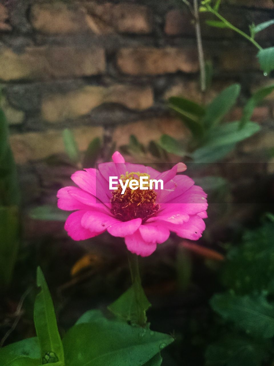 CLOSE-UP OF PINK LOTUS BLOOMING OUTDOORS