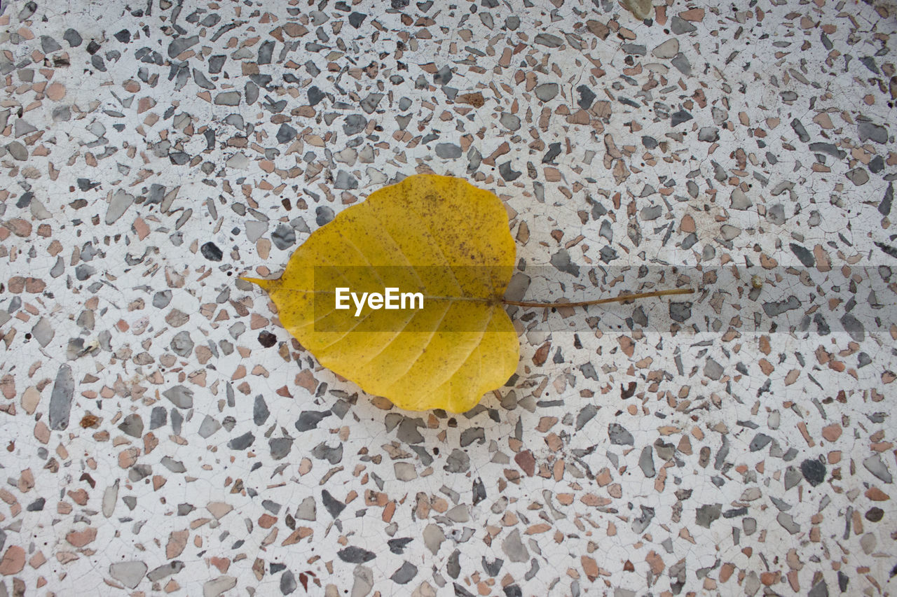 HIGH ANGLE VIEW OF LEAF ON YELLOW TABLE