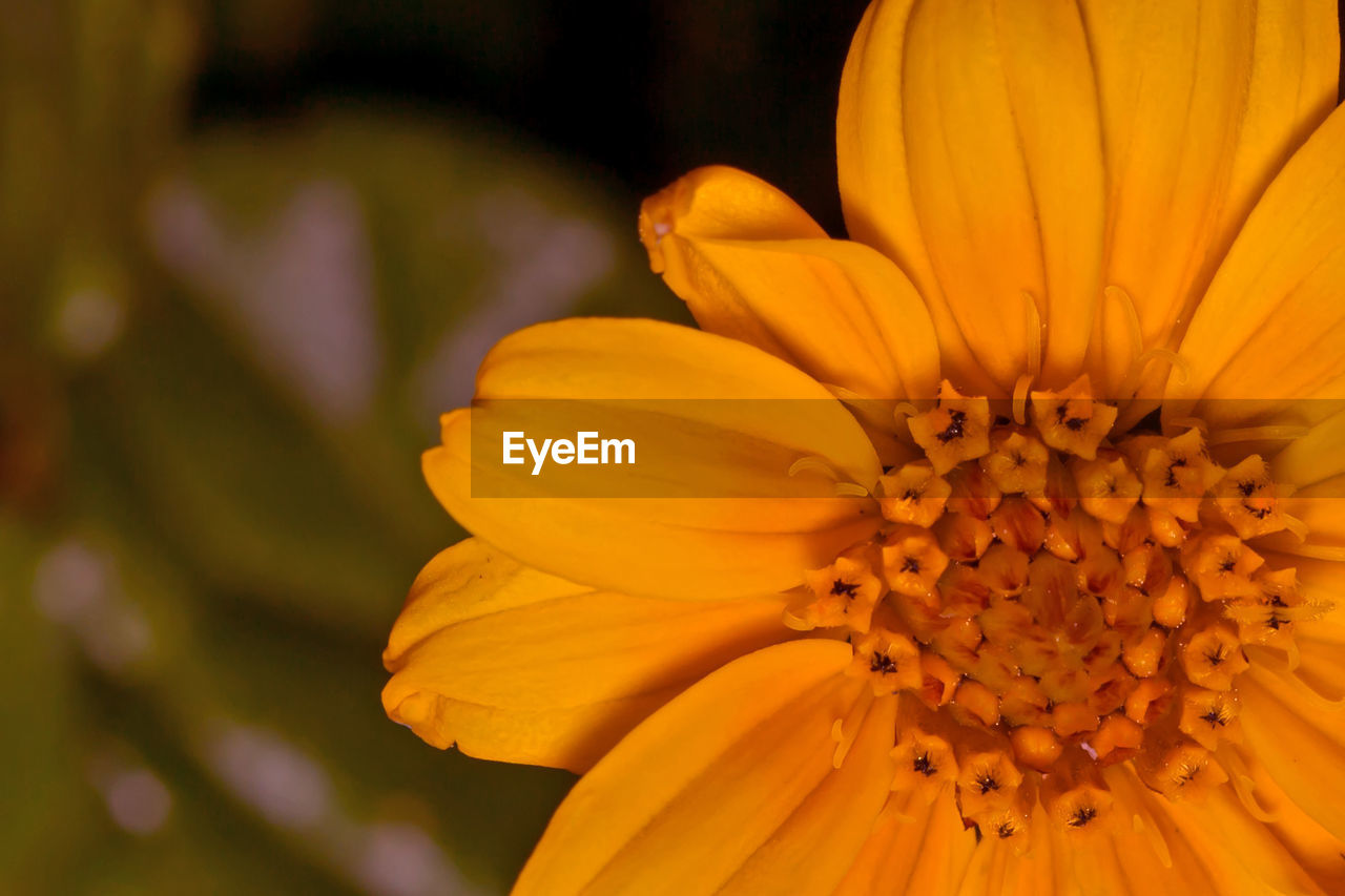 CLOSE-UP OF YELLOW FLOWER