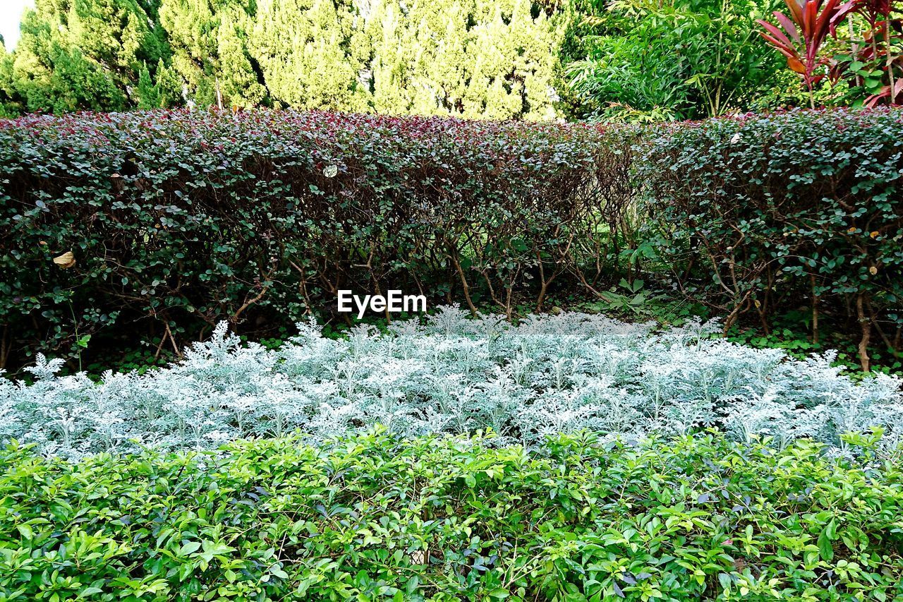 WHITE FLOWERS GROWING ON ROCKS