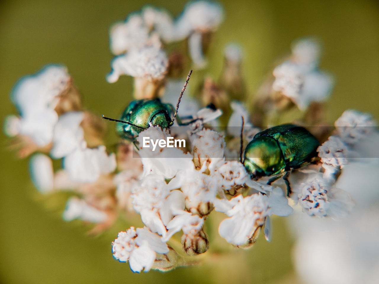 Close-up of june beetles on white flowers