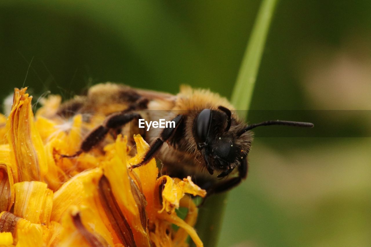 CLOSE-UP OF BEE POLLINATING ON ORANGE FLOWER
