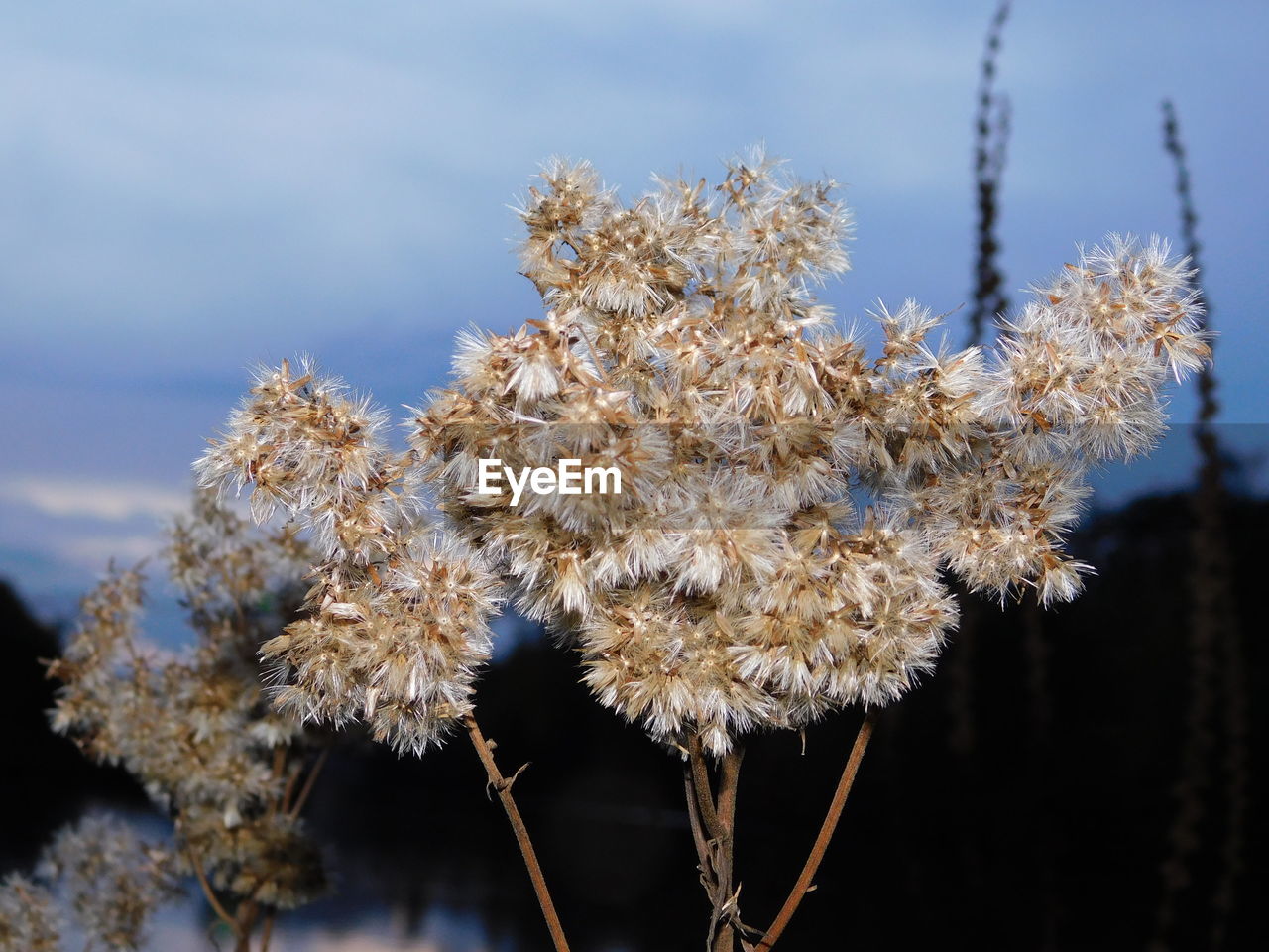 CLOSE-UP OF SNOW ON FLOWERING PLANT