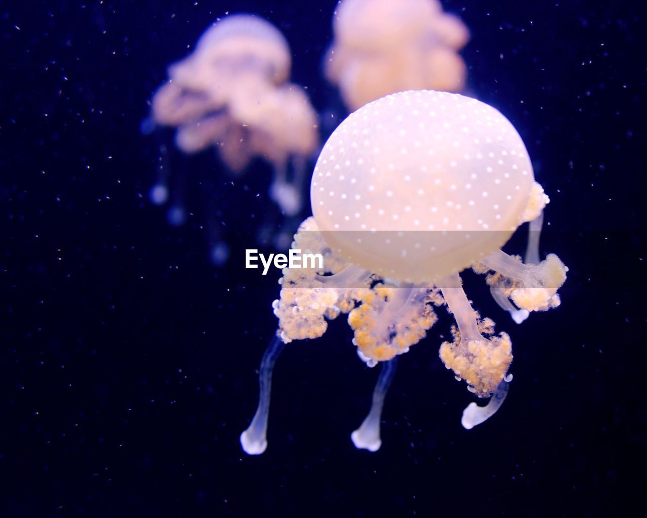 Close-up of jellyfishes swimming in aquarium