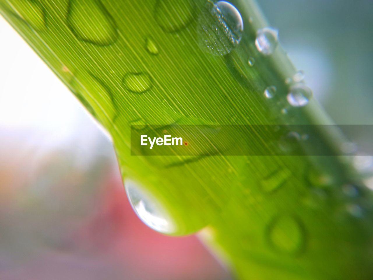 CLOSE-UP OF WATER DROPS ON LEAF