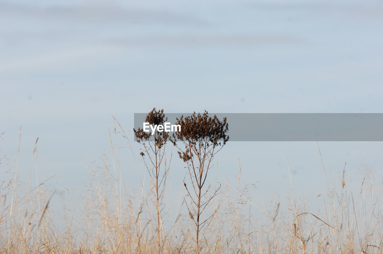 Plants against sky