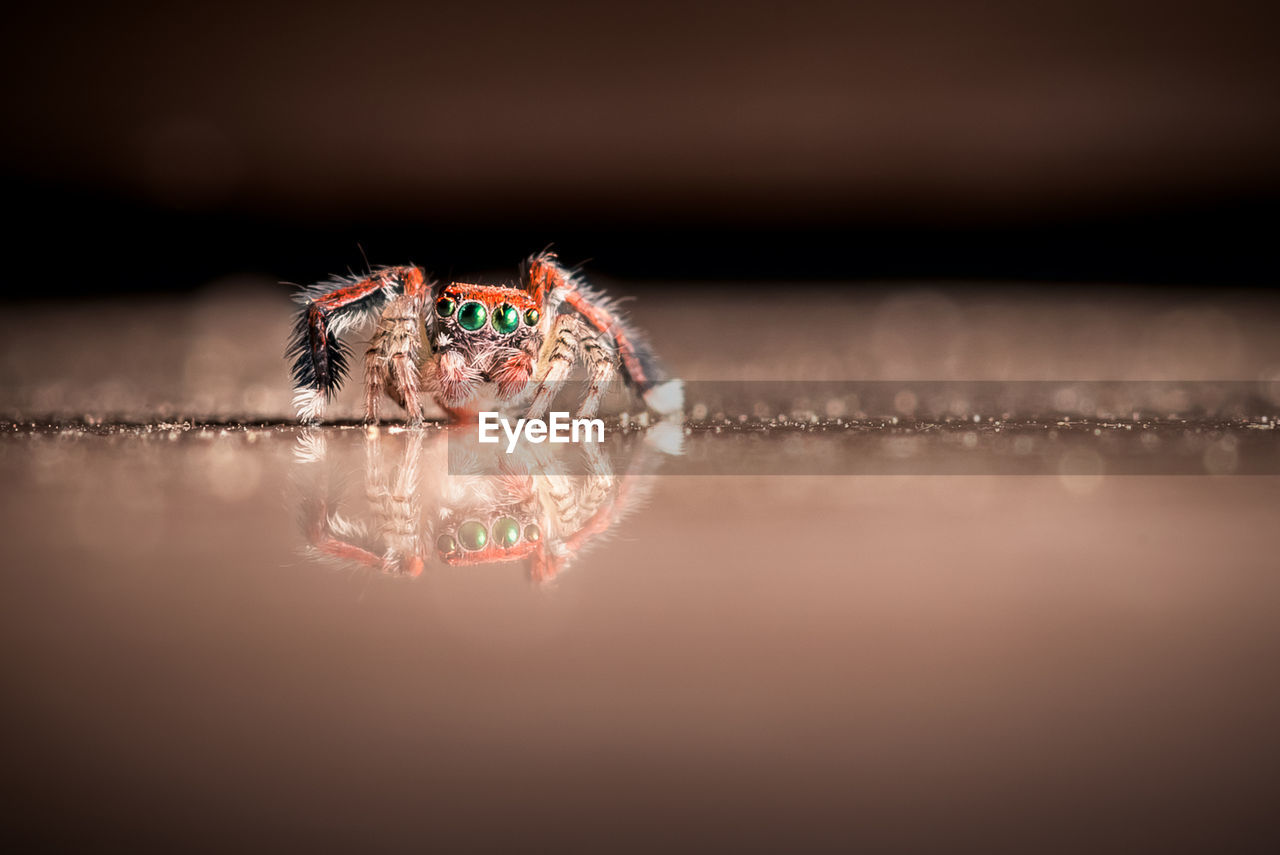 Close-up of spider in the water