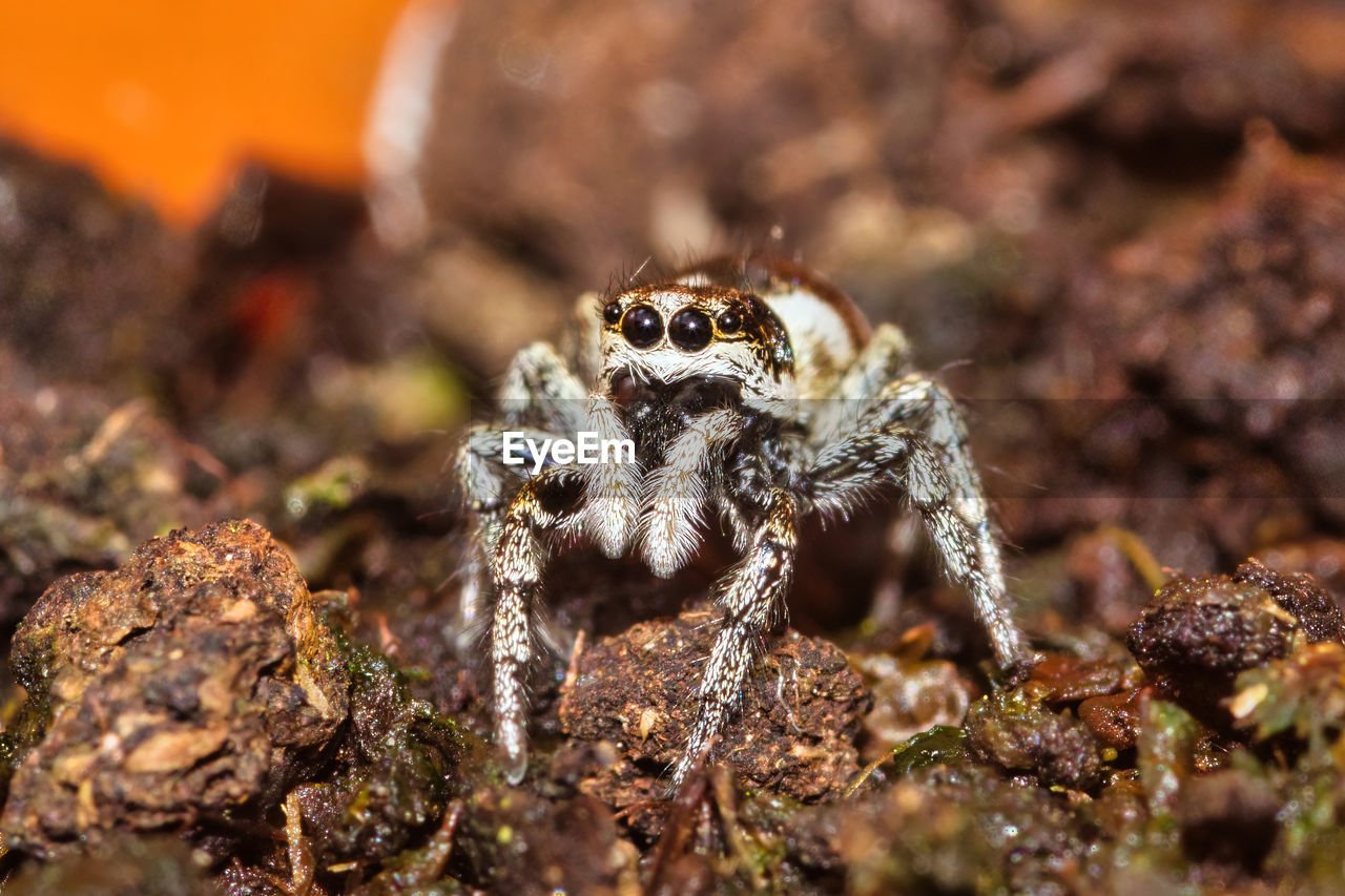 Close-up of spider