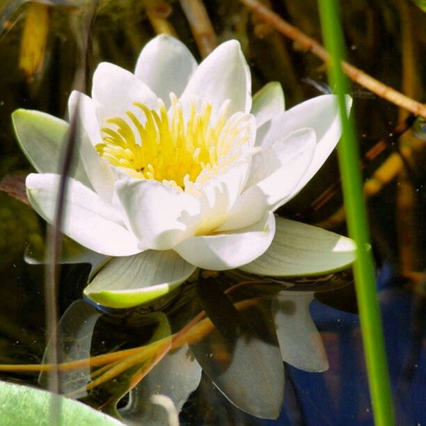 CLOSE-UP OF WATER LILY IN POND