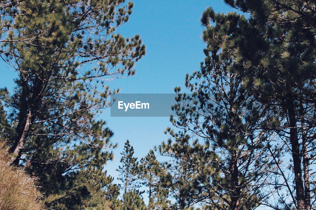 LOW ANGLE VIEW OF TREES AGAINST SKY