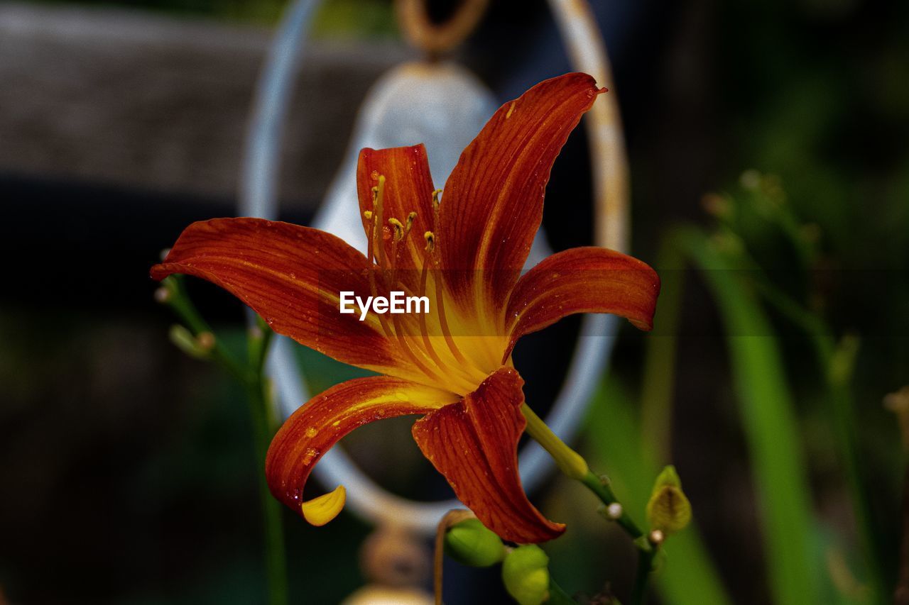 Close-up of day lily on plant