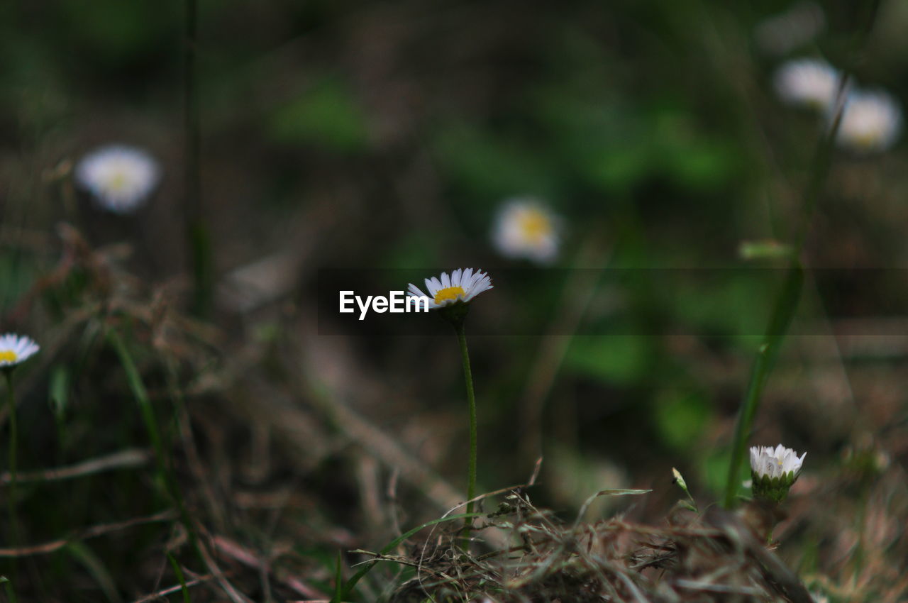 Daises blooming on field