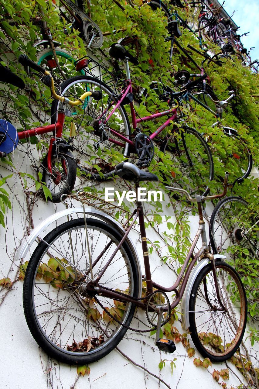 Bicycles stuck to vine-covered wall