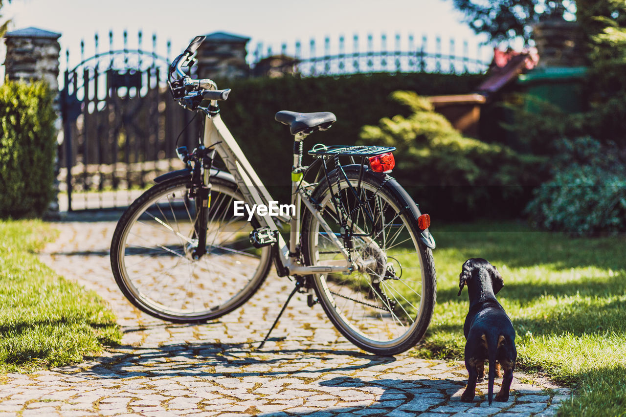 BICYCLE PARKED IN A DOG ON A CITY