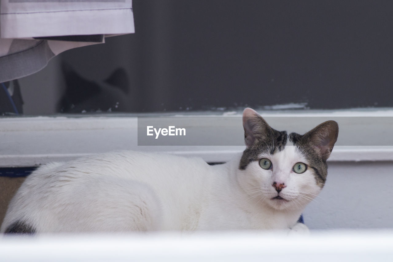 CLOSE-UP PORTRAIT OF CAT BY WHITE INDOORS