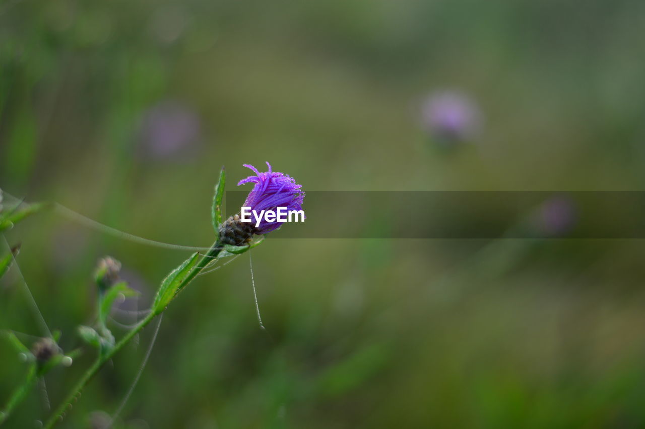 CLOSE-UP OF BUTTERFLY ON PURPLE FLOWER