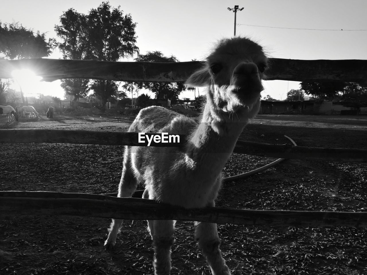 Portrait of lama standing on field against sky