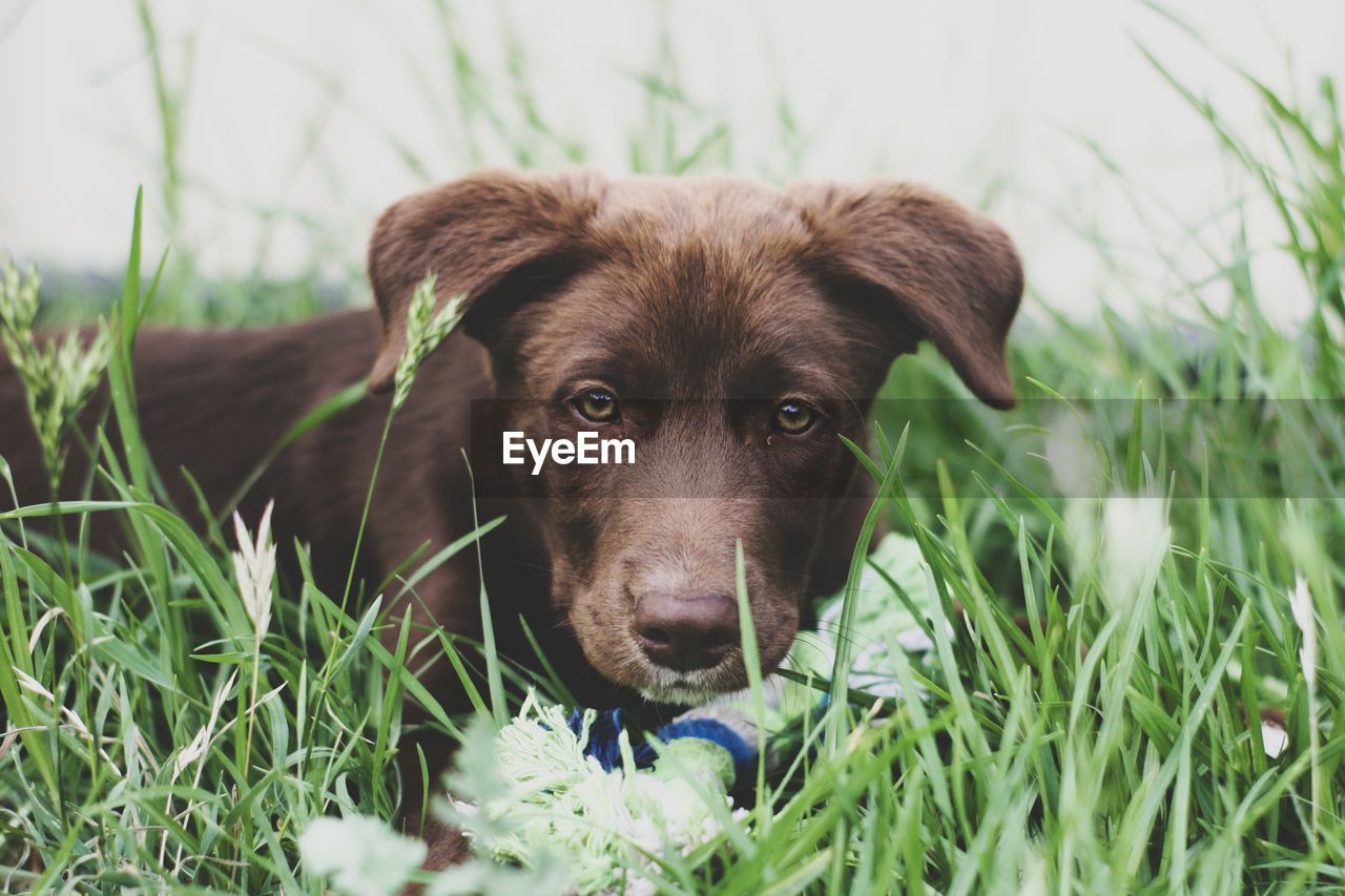 PORTRAIT OF DOG ON GRASS