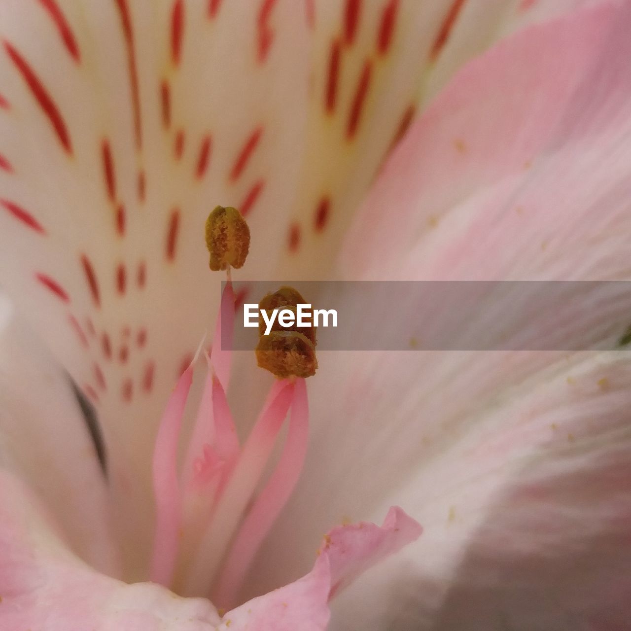 CLOSE-UP OF FLOWER HEAD