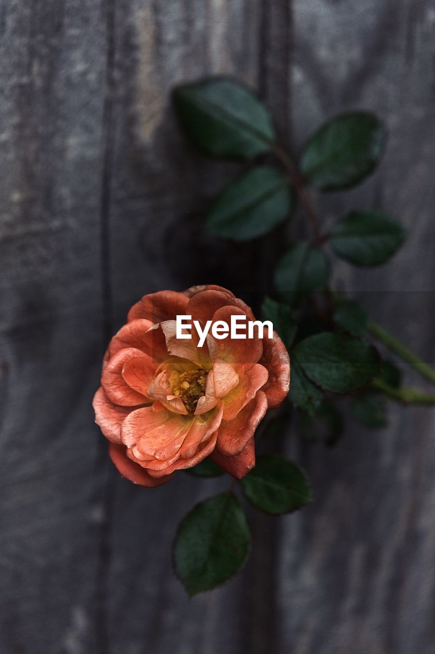 Close-up of rose flower