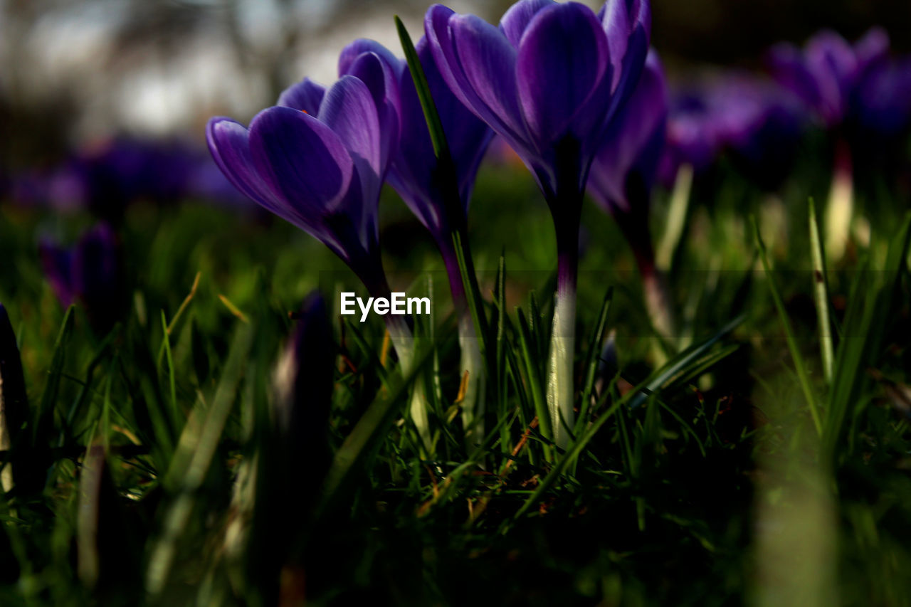 Close-up of purple crocus flowers on field