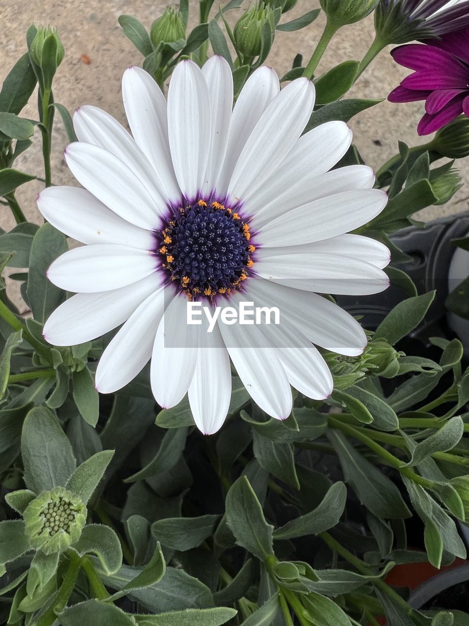 flower, flowering plant, plant, beauty in nature, freshness, growth, petal, flower head, inflorescence, fragility, nature, pollen, close-up, daisy, osteospermum, leaf, plant part, white, botany, no people, high angle view, day, outdoors, green