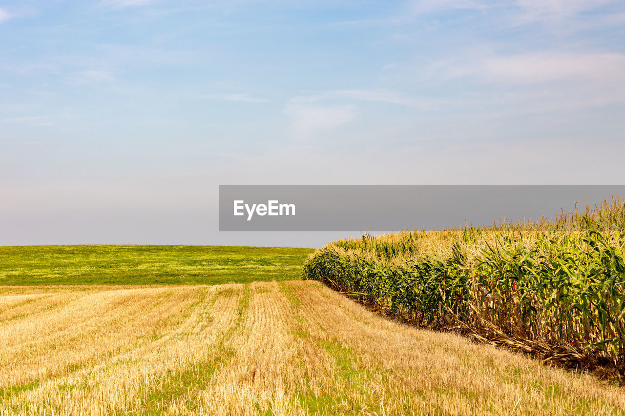 Scenic view of agricultural field against sky