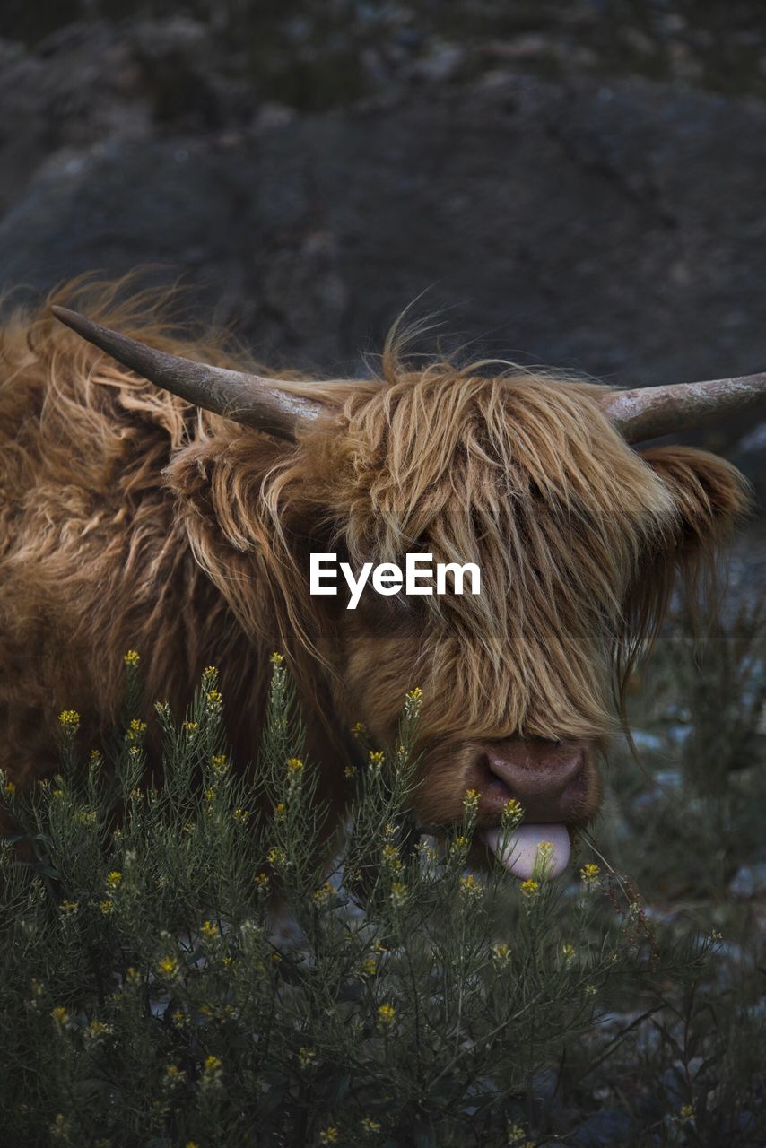 Fluffy cow in a field