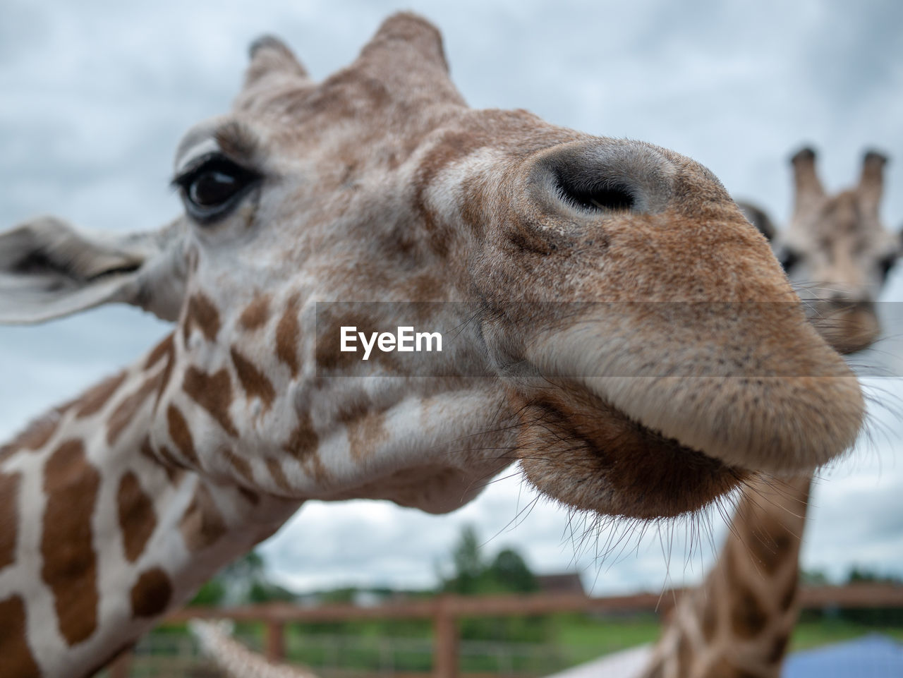 CLOSE-UP OF GIRAFFE