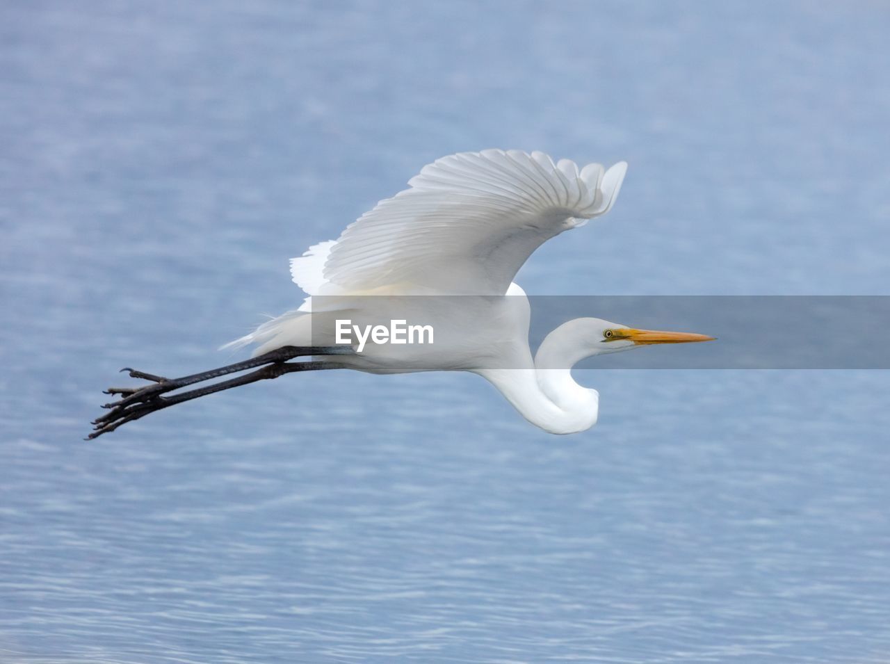 Close-up of egret flying over lake