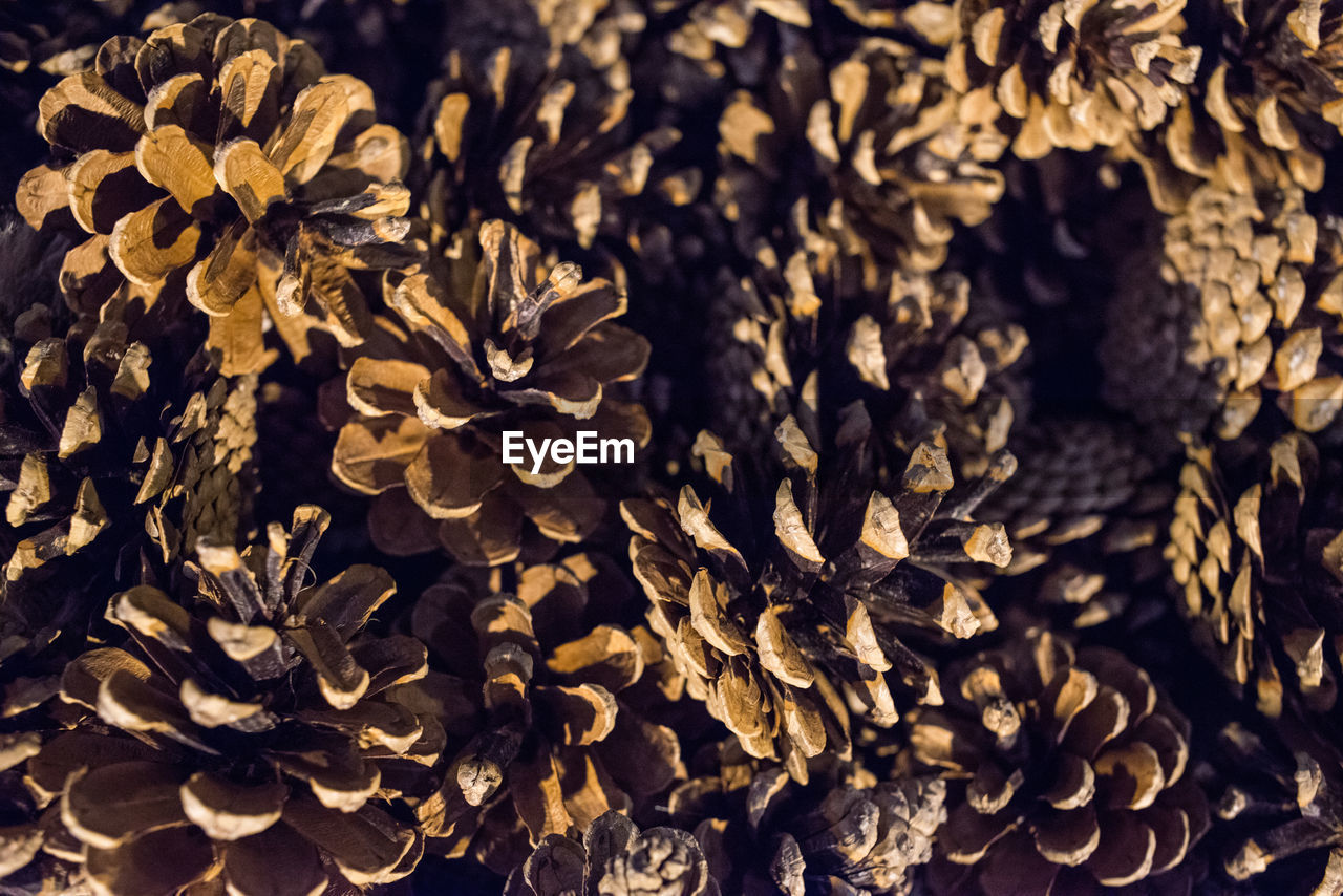 Full frame shot of open pine cones on the forest floor on the sunny summer day