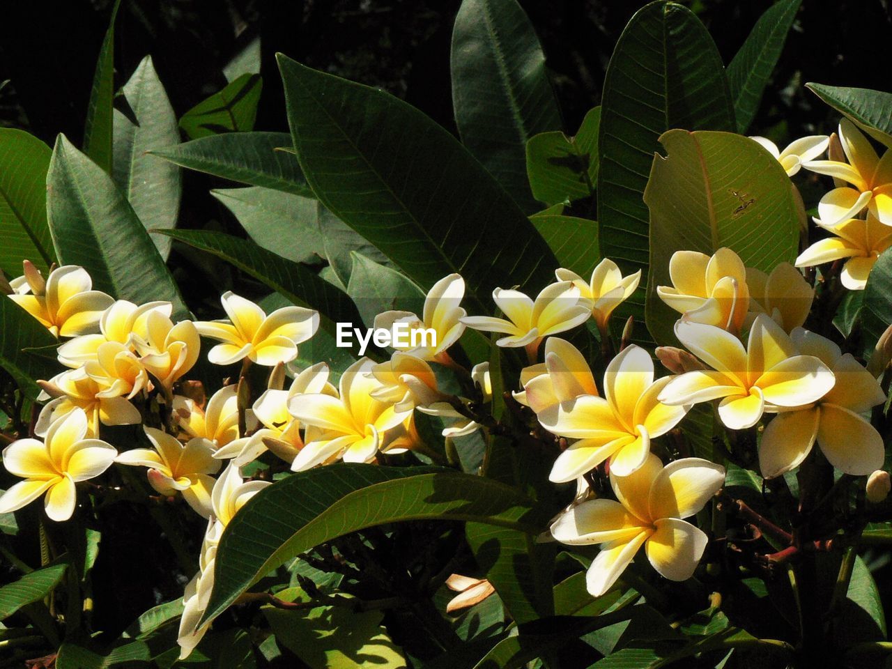 Close-up of yellow flower