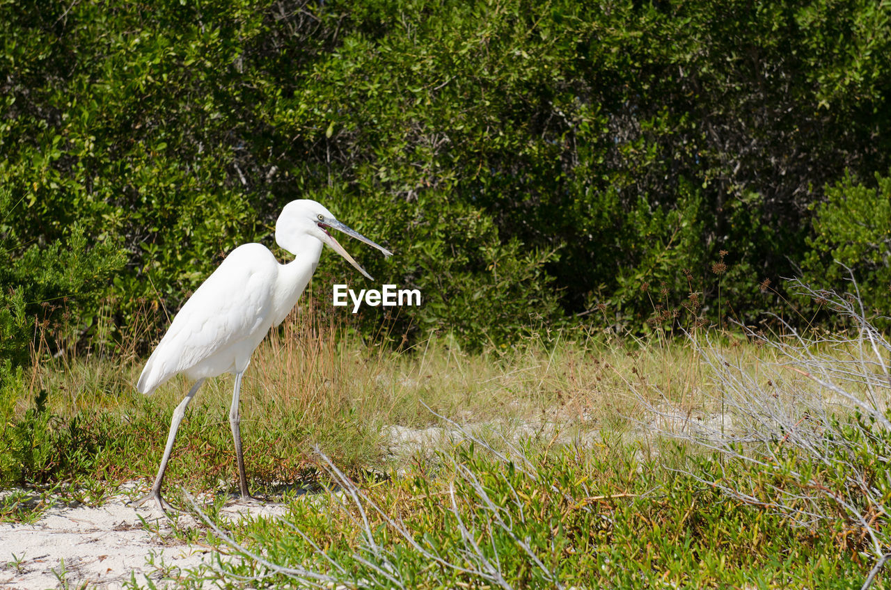 WHITE BIRD PERCHING ON PLANT AGAINST GREEN PLANTS