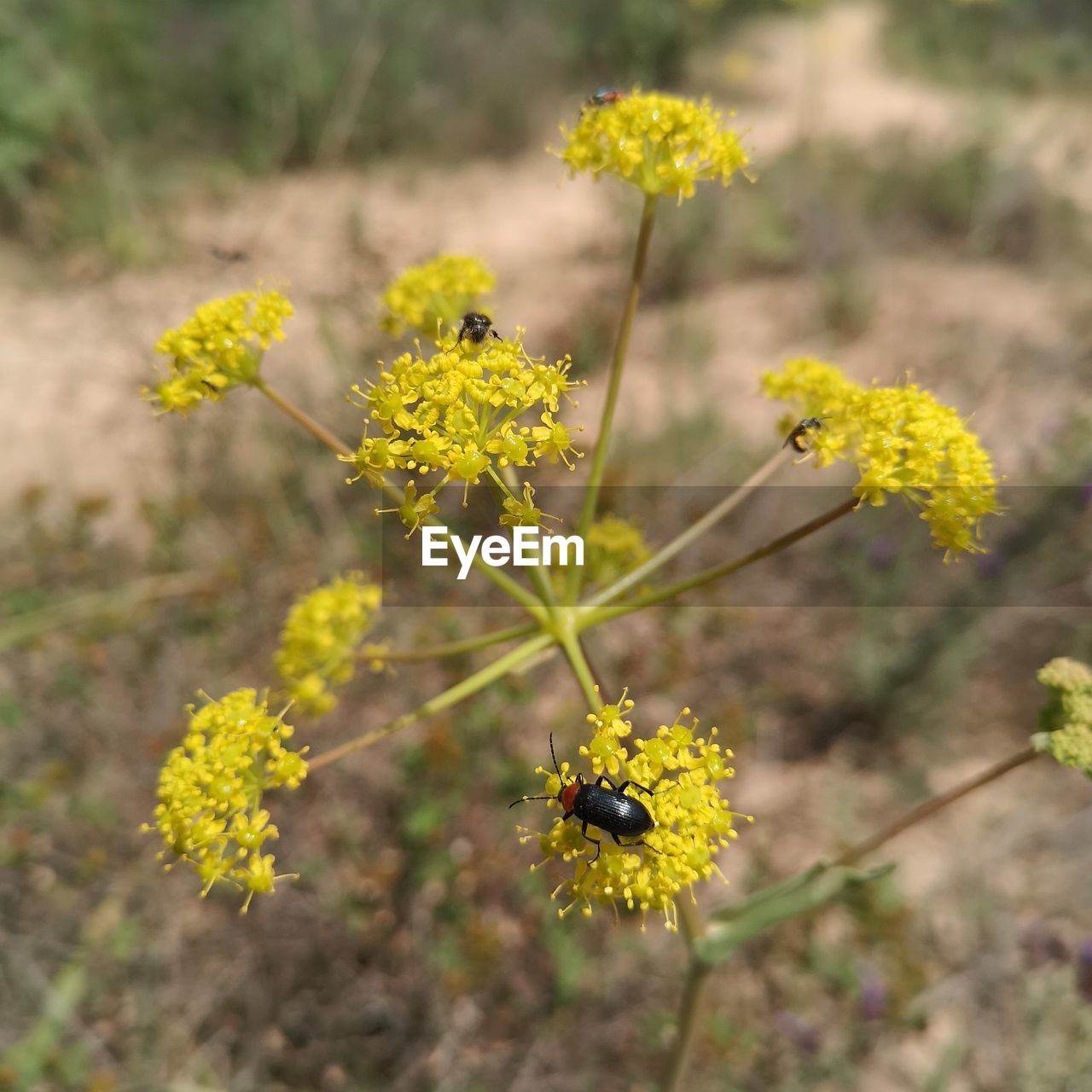 CLOSE-UP OF YELLOW FLOWERING PLANTS ON FIELD