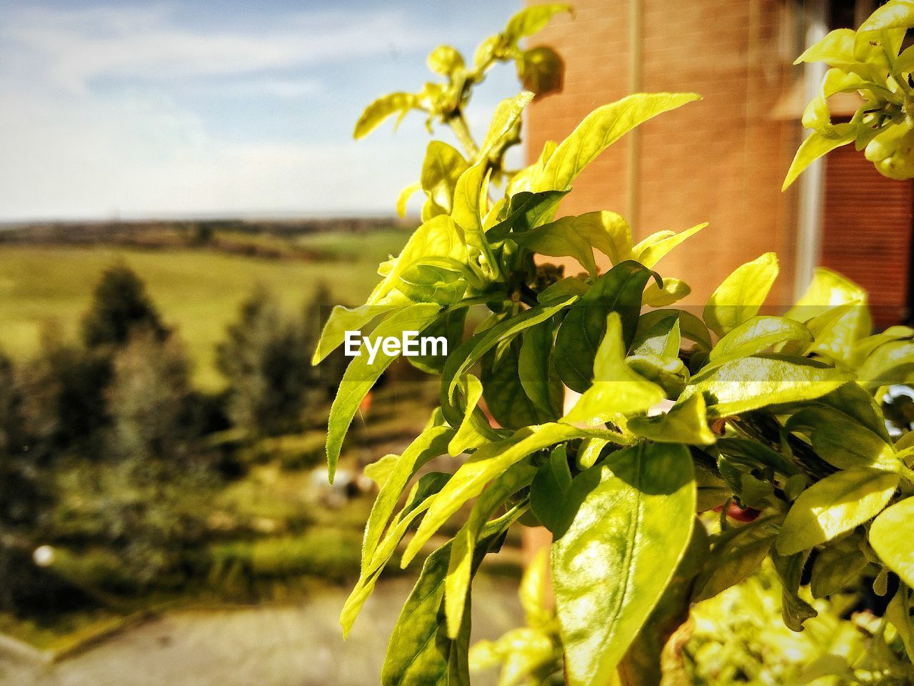 CLOSE-UP OF FRESH PLANT