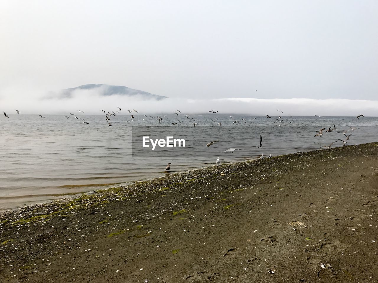 BIRDS FLYING OVER SEA