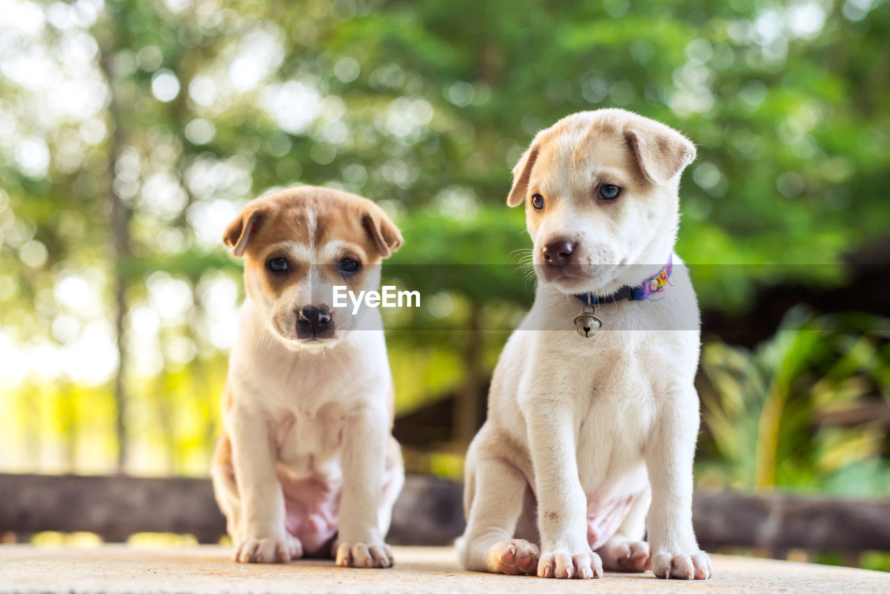 Cute puppies on floor outdoors