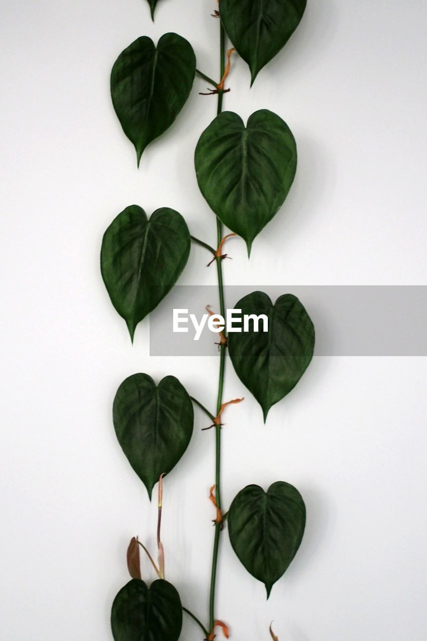 HIGH ANGLE VIEW OF LEAVES ON PLANT AGAINST WHITE BACKGROUND