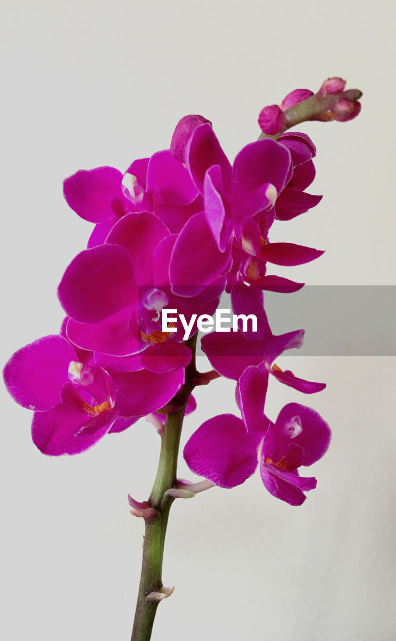 CLOSE-UP OF PURPLE FLOWERS